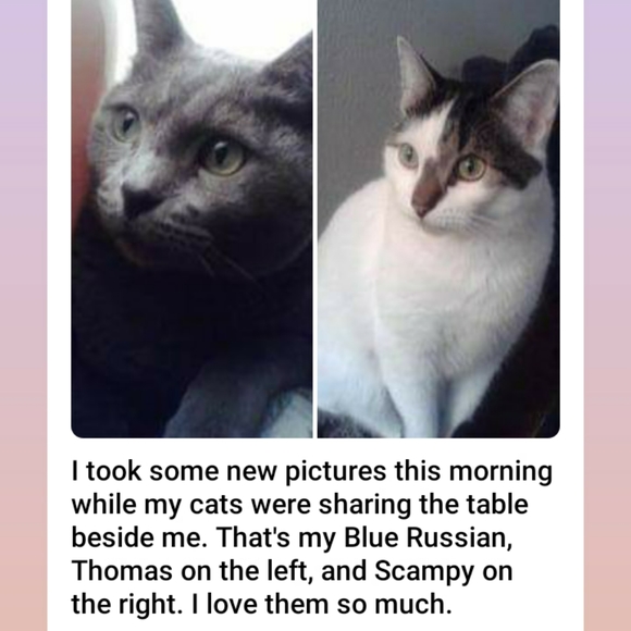 Meet your Posher, Jo - Picture 5 of 8